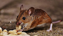 24 Hour & Emergency Exterminators in Wood Heights, MO